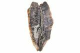 Ceratopsian Dinosaur Tooth - Montana #71356-1